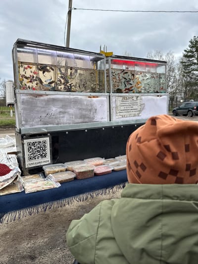 The image depicts a mobile vendor in Yaroslavl', Russia, selling live fish and fish food. The fish are displayed in a multi-tiered metal frame containing small glass tanks, each filled with various species of colorful fish. Some tanks have red or white LED lighting. A sign in Russian is visible, stating that animals and plants cannot be exchanged or returned, according to a government decree. Beside the fish tanks, there are clear plastic containers and bags filled with different types of fish food. A QR code and a phone number (+7(951)2857820) are prominently displayed, likely for transactions or contact. An individual wearing an olive green jacket and a brown checkered hat is partially visible, presumably a customer looking at the merchandise. The scene is set outdoors, likely on a street or roadside, with a blue rug used to display the goods. The weather appears overcast. A black car is seen in the background.
