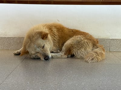 A medium shot captures a fluffy, light brown dog sleeping peacefully on a tiled floor. The dog is curled up, with its head resting on its paws, its eyes closed. Its fur is thick and appears slightly matted in places. The tiled floor is light gray with small, dark speckles, and a thin, dark line runs vertically down the center of the frame. Behind the dog, a textured, off-white wall rises up, meeting a dark wooden beam at the top of the image. The lighting suggests it is daytime, possibly indoors or in a shaded outdoor area, as there are no harsh shadows. The overall scene conveys a sense of calm and relaxation, with the dog appearing completely at ease in its environment. There is no visible text in the image. The location context indicates this scene is in Kubu, Indonesia.