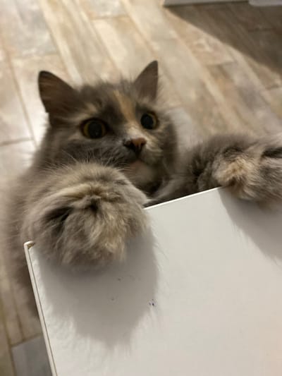 A close-up, high-angle shot captures a fluffy, long-haired cat with grey, white, and orange patches leaning over a white object. The cat's large, expressive eyes are wide open, and its paws are resting on the edge of the object. The background consists of a light-colored, wood-patterned floor. The image was taken in Kushchovskaya, Russia.