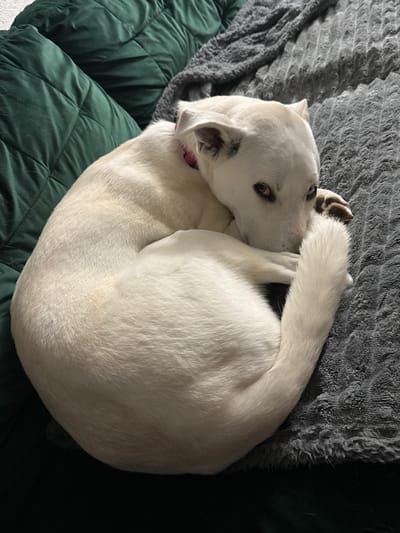 A white dog is curled up on a gray blanket next to a dark green couch. The dog is lying on its side, with its head resting on its paws. Its eyes are partially closed, and its tail is curled around its body. The dog appears to be sleeping or resting. The background is dark, with the green couch and gray blanket being the only visible objects.