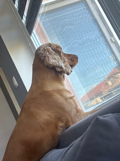 An adult, golden-colored cocker spaniel is positioned on a windowsill, looking out a large window. The dog's head is turned to the right, with its ear flopped over its head and its nose pointed slightly upward. The window appears to have a screen covering it, and through the screen, the viewer can see the muted colors of buildings and the sky, suggesting an urban setting. The foreground is dominated by a dark gray blanket or cushion, upon which the dog's body rests. The lighting in the scene is soft, indicating it could be daytime, possibly late afternoon, given the subdued light. The background on the left shows part of a window blind with alternating dark and light stripes, and a portion of a wall. The image is captured from a slightly upward angle, focusing on the dog and the window. The specific location in the city of Dibich, Bulgaria, cannot be determined from the visual information provided in the image.