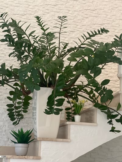 This media file showcases a home interior, with a focus on plants and decorative shelving. The scene is dominated by a large ZZ plant with glossy, dark green leaves, its branches cascading over a white planter. Behind the plant, a textured white wall with a brick-like pattern provides a neutral backdrop.
To the right of the ZZ plant, a white, tiered shelving unit is visible. One shelf holds a small bouquet of delicate yellow flowers in a white vase, suggesting a touch of nature and perhaps a recent arrangement. Another shelf lower down contains a small potted succulent with spiky green leaves, adding variety to the plant life. The shelving unit itself has a textured, light-colored finish, possibly stone or painted plaster, and appears to be integrated into a wall with a white, slightly textured finish, resembling a modern architectural element or a built-in feature.
The lighting appears to be artificial, likely indoor lighting, casting a soft glow on the scene. There are no visible people, and the overall mood is serene and domestic, highlighting a sense of calm and well-maintained living space. The image is oriented vertically. There is no visible text within the frame. The location context is Fontanka, Ukraine.