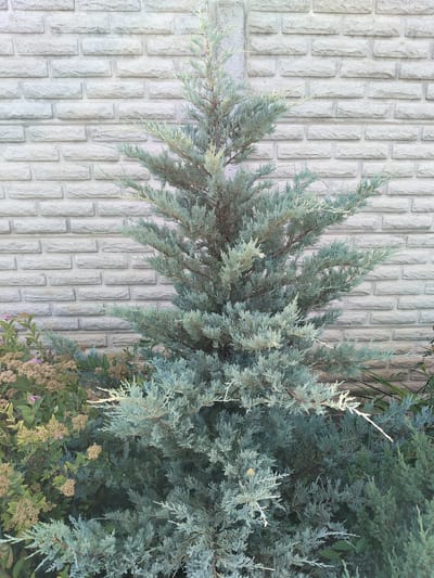 The media file features a close-up, full-frame shot of a conifer tree with light blue-green foliage, positioned in front of a light grey, textured brick wall. The tree is the primary subject, filling most of the frame with its dense, layered branches and needle-like leaves. Some lighter, almost white, wispy strands are visible amongst the foliage, possibly new growth or dried-out tips.

To the left of the conifer, a lower cluster of shrubs with smaller, muted tan and pinkish-brown flowers and green leaves is partially visible. The conifer appears healthy and well-established.

The brick wall behind the tree is made of rectangular bricks laid in a staggered pattern. The texture of the bricks suggests they are rough-hewn or aged, with visible grout lines between them. The lighting appears to be natural daylight, casting soft, diffused shadows, indicating it is likely daytime. No people are present in the image.

The scene is a garden or outdoor setting, given the presence of the plants and the brick wall, which could be a garden wall or the exterior of a building. There are no discernible weather cues, but the lighting suggests fair conditions. The overall impression is one of a serene, natural element contrasted with a man-made structure. The image was captured in Lopashchyne, Ukraine. There is no visible text in the image.