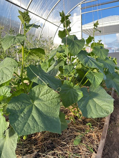 The image captures a close-up view of cucumber plants growing inside a greenhouse in the city of Kon', Russia. The plants, with their large, textured green leaves and climbing vines, are the primary focus. Some leaves show water droplets, suggesting recent watering or dew. The plants are supported by twine, indicating a cultivation method for vertical growth. The background reveals the transparent plastic roof of the greenhouse, allowing sunlight to filter through and illuminating the scene with a warm glow. The ground beneath the plants is covered with dry straw mulch, and a wooden border defines the planting bed. In the distance, other plants, possibly tomatoes, are visible, along with the structure of the greenhouse and a glimpse of the sky. The overall environment suggests a small-scale, domestic agricultural setting. There are no people visible in the image.