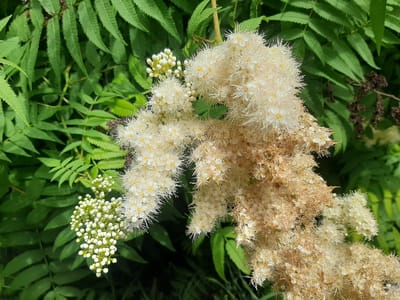 A close-up, medium shot captures a cluster of white, feathery flowers with visible yellow stamens, likely a flowering shrub, against a backdrop of lush green fern-like leaves. Some of the flowers are fully bloomed, while a smaller cluster on the left appears to be in bud. The lighting suggests it is daytime, with sunlight highlighting the delicate textures of the blossoms. The scene is devoid of any human presence or activity. The foliage is dense and vibrant, indicating a natural outdoor setting. The background foliage suggests the location is in Shelekhov, Russia, characterized by its abundance of green spaces and boreal forests.