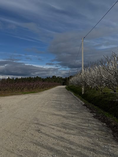 The image displays a rural landscape in Fundão, Portugal, during what appears to be the spring season. A light-colored dirt road, composed of small stones and marked by long, parallel shadows, extends from the foreground into the distance, gently curving towards the left. To the left of the road, an orchard features rows of trees with dark branches bearing numerous light pink blossoms. To the right of the road, a parallel orchard exhibits trees densely covered in bright white blossoms. A tall, light-colored utility pole stands upright on the right side of the road, amidst the white-blossomed trees, with a dark wire extending diagonally upwards and to the right. A second, smaller utility pole is visible further down the road on the right. The background consists of a dense, dark green treeline against a sky that combines significant patches of clear blue with substantial formations of gray and white clouds. No individuals are present in the scene.