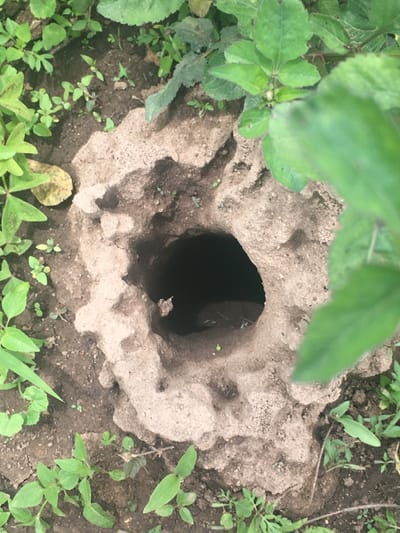 This image depicts a deep, roughly circular, dark hole in the ground, located within the city of Ndeiya, Kenya. The hole's opening is surrounded by an uneven, raised lip of compacted light-brown soil. The interior of the hole appears dark, with a subtle reflective surface visible at the bottom, suggesting the presence of water or a damp environment. The immediate ground around the hole is bare soil. Surrounding this central feature is a dense growth of various green plants, including small broad-leafed weeds and grasses, indicating a vegetated, unpaved area. No people or active subjects are present in the scene.