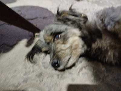 The image shows a close-up, slightly blurry view of a medium-sized dog lying down. The dog has fluffy, multi-colored fur, predominantly grey and tan, with darker patches around its eyes and muzzle. Its left eye is clearly visible, reflecting some light and appearing brown. The dog's nose is black and wet. It is lying on a textured surface that appears to be concrete or paving stones, with a dark, horizontal object, possibly a piece of wood or furniture, casting a shadow across the upper left portion of the frame. The background is out of focus, suggesting the image was taken outdoors. The lighting suggests it might be daytime, but the exact time is difficult to determine due to the blurriness. The dog appears relaxed, possibly resting or sleeping. There is no visible text in the image. The location context is Taganrog, Russia.