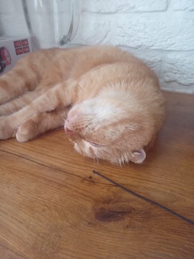 A light orange tabby cat is curled up and sleeping on a wooden surface. The cat's eyes are closed, and its head is tucked into its body. The fur is a pale orange with darker orange stripes. A thin, dark cord or string is visible on the wooden surface, running diagonally across the image. In the background, a white brick wall is visible, along with a portion of a clear glass object, possibly a pitcher or blender. There is no indication of the cat's location within the city of Terebovlia, Ukraine, or any other specific location.