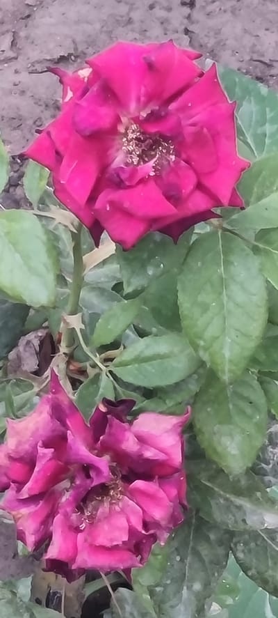 The image shows two dark pink roses on a plant. The upper rose is in focus and appears to be in full bloom, with its petals open wide, revealing a cluster of stamens in the center. The lower rose is out of focus and appears to be wilting or partially closed, with its petals more tightly curled. The roses are surrounded by green leaves, some of which are lighter and show signs of possible mildew. The background is a blurred, grayish-brown surface, likely soil. The scene is outdoors, with a neutral, natural light. The image does not depict any people, actions, or interactions. There is no specific information in the image to indicate the location in Батхоз, Tajikistan.