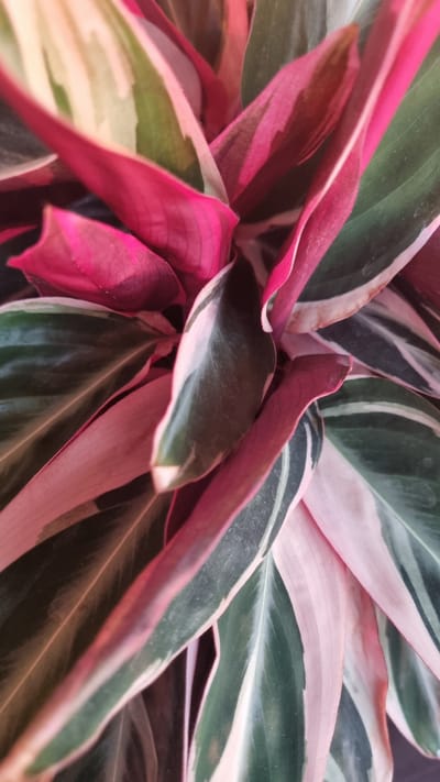 This is a close-up, top-down, vertical, eye-level shot of the leaves of a calathea triostar plant. The plant has a striking variegated pattern of dark green, bright pink, and cream-colored leaves. The leaves are elongated and pointed, with some showing a ruffled edge. The lighting is soft, casting subtle shadows and highlighting the textures of the leaves. The background is dark and out of focus, emphasizing the vibrant colors and intricate patterns of the plant. There is no indication of the location in Aleksin, Russia, as the image solely focuses on the plant's foliage.
