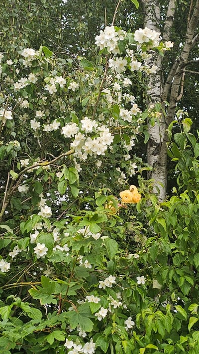 This is an eye-level, full-shot photograph of a lush, green bush with abundant white jasmine flowers and a few yellow roses. The bush is situated in an outdoor environment, likely a garden, with a tall, slender birch tree visible behind it, its white bark contrasting with the dark green foliage. The scene is well-lit, suggesting it was taken during the daytime. There are no people or animals present in the image. The overall impression is one of natural beauty and serenity. The location is identified as Boussu-lez-Walcourt, Belgium.