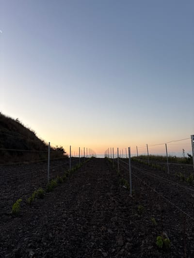 The image shows a vineyard on a hillside at twilight. The sky is a gradient of pale blue to a soft orange and yellow hue near the horizon, indicating sunrise or sunset. A sliver of the moon is visible in the upper left quadrant of the sky. The foreground consists of dark, rocky soil with young grapevines planted in rows. Metal posts and wires form trellises for the vines, stretching into the distance. To the left, the hillside is covered in dry grass and vegetation. The overall scene is tranquil and depicts a rural agricultural landscape. There are no people or animals visible in the image. The location is identified as Chaika, Ukraine.