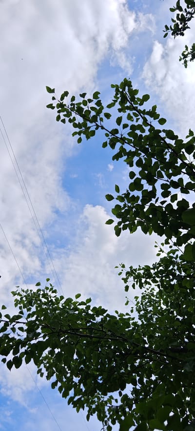 The image, taken in Altayskoye, Russia, shows a sky view from below tree branches laden with lush green leaves. The sky is a vibrant blue, interspersed with fluffy white clouds. Several thin, dark utility wires are visible crisscrossing the frame from the left side. The branches and leaves of what appear to be deciduous trees dominate the foreground and frame the sky, creating a dappled effect. The perspective suggests the photo was taken on a sunny day looking upwards. No people or specific actions are depicted.