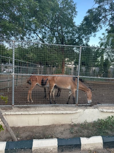 A low-angle medium shot captures two Przewalski's horses, identified by their tawny coats and dark manes, standing within a fenced enclosure in Batagarawa, Nigeria. The enclosure features a dirt floor, a white concrete wall, and a wire mesh fence that spans the foreground. One horse, positioned on the left, is partially obscured by the other and appears to be drinking from a trough. The second horse, on the right, is fully visible and is also bending down, its head lowered. Behind the horses, the enclosure extends back, with additional fencing and some foliage visible. The background includes lush green trees with a clear blue sky peeking through the branches. The lighting suggests it is daytime, possibly late afternoon given the quality of light. The scene is devoid of any humans.