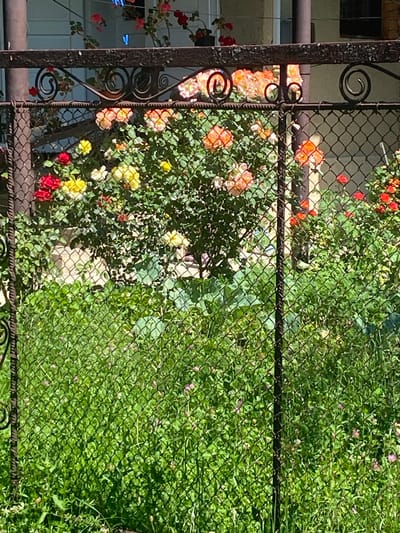 This image depicts a garden with blooming roses behind a chain-link fence. The roses are various shades of pink, yellow, and red, and they are growing on bushes. The fence is made of dark metal, and it appears to be old. In the foreground, there is lush green grass, and in the background, there is a building with a white facade. The scene is illuminated by bright sunlight. The specific location of this garden in Luh, Ukraine, cannot be determined from the image alone.
