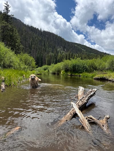 An adult golden retriever stands in the shallow, muddy waters of a creek in Saint Elmo, Colorado. The dog, with wet fur, is facing towards the camera. The creek flows through a forested area with lush green bushes and tall pine trees covering a mountain in the background. The sky above is partly cloudy with patches of blue visible. Several pieces of driftwood are submerged in the water in the foreground.