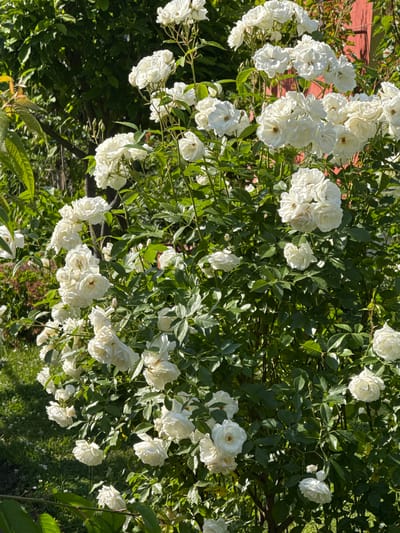 This image depicts a vibrant outdoor scene in Sapareva Banya, Bulgaria. The central subject is a densely flowering rose bush, filling the majority of the vertical frame. The bush is laden with numerous white, multi-petaled roses, many appearing in clusters, with some exhibiting creamy or pale yellow centers. Numerous unopened buds are interspersed among the blooms. The foliage is rich, dark green, and abundant, creating a strong contrast with the bright white flowers. Bright sunlight illuminates the roses and parts of the leaves, creating highlights and distinct shadows. In the background on the left, dense green trees and foliage are visible under dappled light. On the right background, a vertical reddish-orange structure, possibly a wall or fence, is partially visible through the rose leaves. The bottom left foreground shows a patch of green grass containing small, white, daisy-like flowers. No individuals or animals are present.