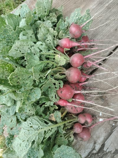 A close-up, overhead shot shows a pile of freshly harvested radishes with green leafy tops, resting on a weathered wooden surface. The radishes are small, round, and have a vibrant red skin, some with dirt still clinging to them. The leaves are a deep green, with visible damage from what appears to be insect bites, creating numerous small holes. The wooden surface is rustic, with visible grain and cracks, suggesting it may be part of an outdoor table or bench. The background is softly blurred, showing hints of green foliage. The scene is likely set in a garden or farm setting in the village of Lykhove, Ukraine, given the context.