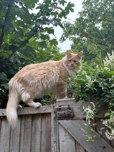 A fluffy, ginger cat is perched on a rustic wooden structure, possibly a fence or shed door, in an outdoor setting. The cat is the central subject, looking towards the camera with alert eyes. Its fur is long and appears to be a light ginger or cream color, with a bushy tail. Green foliage and white flowers from a nearby plant are growing around the cat and the wooden structure, creating a natural, somewhat overgrown environment. The wooden structure itself is weathered, with visible grain and knots, and features a metal latch. The perspective is from below, looking upwards, with the sky and more green leaves visible in the background. The lighting suggests it might be daytime, possibly overcast given the softness of the light. The scene conveys a sense of peaceful coexistence between the domestic animal and its natural surroundings.
