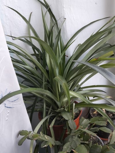 A potted green plant with long, slender leaves is the primary subject in this medium shot. The plant is in a reddish-brown pot and is positioned in front of a textured white wall, suggesting an indoor setting. To the left, a portion of a white sheer curtain with blue embroidery is visible, further indicating an interior space. Behind the main plant, other potted plants can be seen, one in a dark pot and another partially visible in a black pot. The lighting suggests it is daytime, but the exact time and weather conditions are not discernible. The scene appears to be a still life arrangement of houseplants, possibly in a home or an office. There is no visible text in the image.