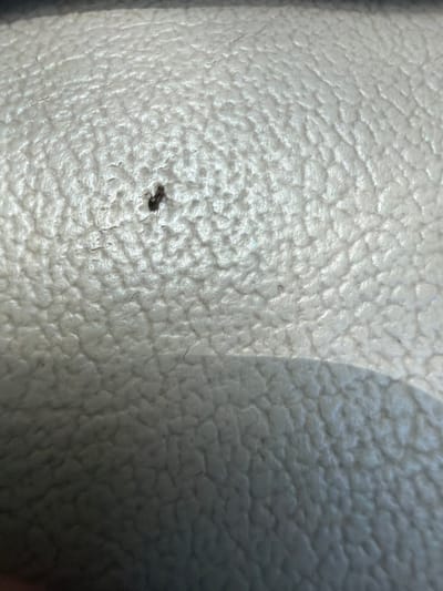 A close-up, high-angle shot shows a small, dark-colored insect, possibly an ant, on a textured, light-colored surface. The surface appears to be some kind of synthetic material with a pebbled or dimpled texture, similar to the interior of a car or a piece of furniture. The lighting suggests this is an indoor environment, likely during daylight. The insect is positioned slightly left of center and is in focus, while the surrounding surface shows varying degrees of sharpness, with some areas blurring into a shadow. The overall scene is sterile and lacks context about its specific location within Southlake, United States of America.