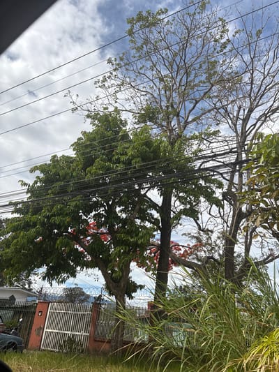The image shows a view of a residential street in San Rafael, Costa Rica (latitude: 9.938, longitude: -84.153). The scene is dominated by trees, including a tall, bare-branched tree in the center and a large, leafy tree to the left, partially obscured by a fence and a tall clump of grass in the foreground. Both trees have multiple trunks.  There are numerous power lines running across the scene, and the sky is partly cloudy. A small section of a red house wall and a white metal gate are visible in the lower left corner.  The edge of a black car is also visible. The street itself is not visible.
