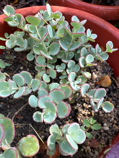 A close-up, overhead shot reveals a potted succulent plant with light green, rounded leaves outlined in pink. The leaves are wet, with small water droplets visible. The plant is in a reddish-orange plastic pot filled with dark soil and small pebbles. The background is blurred, showing more of the pot and suggesting an outdoor setting. There are no people or animals present. The image is taken in Razdolnoye, Russia.
