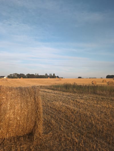 This is a wide-angle, eye-level, outdoor, daytime photograph of a harvested wheat field in Alvimare, France. The field is golden yellow, with stubble from the harvested wheat. Several large, round bales of straw are scattered across the field, some in the foreground and others in the midground. In the distance, a line of trees borders the field, with a small white building visible on the left side of the frame. The sky is a clear, pale blue with wispy white clouds. The lighting suggests it is either early morning or late afternoon, as the sun is low and casts long shadows.