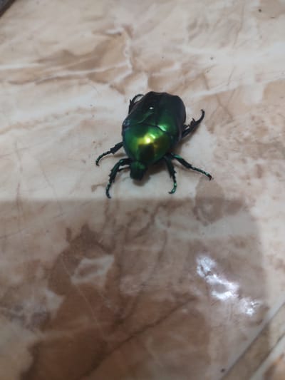 This is a close-up, overhead shot of a single, iridescent green beetle resting on a beige, patterned surface. The beetle is the central subject and is sharply in focus. Its exoskeleton has a metallic sheen, reflecting light in shades of green and yellow. The beetle's legs, which are also dark green and appear spiky, are splayed out on the surface. The background is a mottled beige surface with darker brown veining, resembling marble or a similar stone. The lighting appears to be artificial, creating bright highlights on the beetle and the background. There is no visible text, people, or other animals. The overall impression is a macro photograph of an insect in a domestic or indoor setting. Given the location context of Tervel, Bulgaria, the setting could be a floor or table surface within a home or building in that region. No specific activity or event is taking place, as the beetle is stationary. The time of day and weather are not discernible from the image.