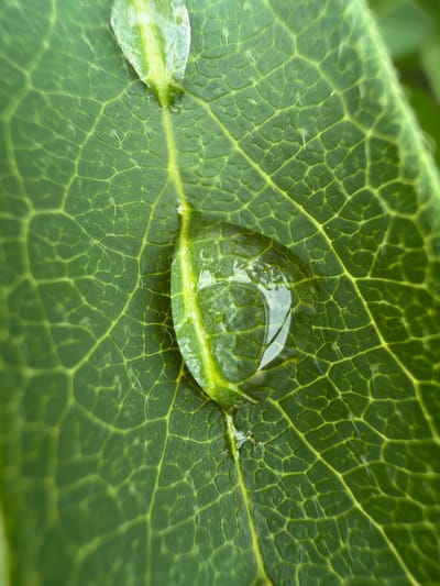 The image is a macro photograph of a green leaf with visible veins. A single, large dewdrop sits on the leaf, magnifying the intricate network of veins beneath it. Two smaller dewdrop-like water droplets are also visible higher up on the leaf. The leaf surface appears slightly textured, and some minuscule white hairs are scattered across it. The background is a blurred green, suggesting it is a natural environment. The image was taken in the city of Leninsk-Kuznetskiy, Russia.