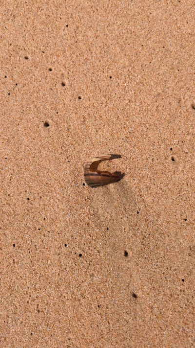 The scene is a close-up shot of sand, likely on a beach, with a fragment of a shell partially buried in it. The shell is striped with brown and black markings and appears broken, with a u-shaped section missing. The sand is fine and light brown with numerous small dark spots scattered across the surface. No people, actions, or interactions are depicted in the image. The location, city, or specific environment is unknown.