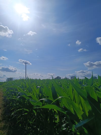 This is a vertical, eye-level, medium shot of a cornfield under a bright blue sky. The sun is high in the sky and shining brightly in the upper left quadrant, with some light cloud cover. There is a wooden utility pole with power lines stretching across the frame, located in the middle ground, to the left of center. The corn stalks are tall and lush green, filling the lower two-thirds of the image and extending into the background, creating a dense, textured field. The leaves of the corn are catching the sunlight, creating highlights and shadows. In the far distance, silhouetted trees can be seen along the horizon. The overall mood of the image is bright and serene, suggesting a warm, sunny day in a rural agricultural setting. No people or text are visible in the image. The location context is Viitivtsi, Ukraine.