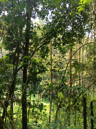 This image presents a dense woodland environment located in Desa Mburukulu, Indonesia. The scene is dominated by a multitude of trees and intertwined foliage, primarily in various shades of green, under natural daylight conditions.
In the foreground, a thick curtain of green leaves and thin branches obscures much of the immediate view. Several prominent tree trunks, dark brown to grayish-brown, rise vertically through this dense undergrowth, exhibiting rough bark textures. Sunlight filters intensely from above and behind the primary foliage, creating bright highlights and casting deep shadows, indicating a high canopy overhead.
The midground features additional vertical tree trunks, some slender and others broader, extending upwards. The foliage in this section is also dense but allows more dappled light to penetrate, illuminating individual leaves and smaller branches.
The background reveals a brighter, more open area. This lighter expanse suggests a clearing or a less densely forested zone, where direct sunlight illuminates ground-level vegetation, appearing as bright green patches, possibly grass or low-lying plants. No discernible human figures, animals, or man-made objects are present in the frame. The overall impression is one of a vibrant, sunlit, and untamed natural forest.