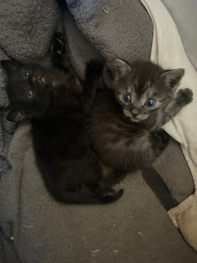 Two kittens are lying on a gray blanket. The kitten on the left is black and is looking up. The kitten on the right is gray with black stripes and is looking forward. Both kittens have blue eyes. The background is out of focus. This image was not taken in the city of Romny, Ukraine.