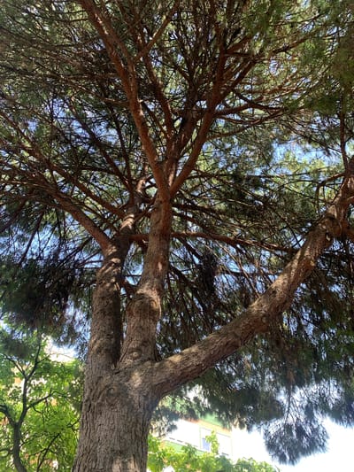 The media file is a low-angle, upward-looking shot of a large pine tree with its branches and foliage filling most of the frame. The rough, textured bark of the main trunk is prominent, with branches extending outward and upward. Sunlight filters through the dense pine needles, creating a dappled effect against the clear blue sky. In the background, the edge of a light-colored building with a green facade is visible, suggesting an urban or suburban setting. The lighting indicates it is daytime, likely midday given the bright sky and strong contrast. The scene is natural and peaceful, with no people or specific activities depicted. The location is identified as Odivelas, Portugal.
