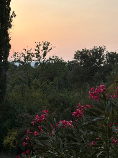 A vertical medium shot captures a lush, natural landscape at dusk in Vallcanera Parc, Spain. The sky displays a gradient of soft orange and pink hues, transitioning to a pale yellow. Silhouetted against the sky are the dark, leafy canopies of various trees, including a prominent, tall, dark green cypress tree on the left. In the foreground, bright pink oleander flowers and their elongated green leaves dominate the lower right portion of the frame. The background consists of dense foliage, suggesting a hilly terrain. No people or specific actions are depicted.