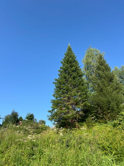 The image depicts a bright, sunny day with a clear blue sky. A lush green hillside is covered in a variety of wild grasses and wildflowers, some of which have delicate white blooms. Towering evergreen trees, primarily spruce, dominate the upper portion of the hillside, their dense foliage creating a dark green contrast against the sky. A lighter green deciduous tree, possibly a birch, is interspersed among the evergreens. In the background, hints of structures, possibly buildings with red roofs, can be seen peeking through the trees on the higher part of the hill, suggesting a rural or semi-rural setting. A wooden staircase is also visible winding up the hillside on the left. The scene appears to be a natural landscape with some human elements, possibly in or around the village of Kondas, Russia, known for its scenic beauty.