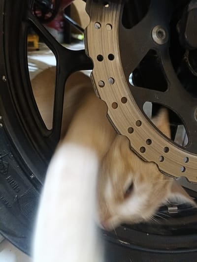 The image displays an orange tabby cat situated within the front wheel assembly of a motorcycle in Cileungsi, Indonesia. The cat's head, featuring light orange fur and prominent whiskers, is oriented downward, suggesting an action of sniffing or close inspection of the machinery. A blurred, white-furred foreleg or paw of the cat is visible in the lower-left foreground. The motorcycle's black multi-spoke wheel is visible on the left, with a portion of its tire sidewall, including discernible text, present in the lower-left corner. A metallic, perforated brake disc with a wavy exterior edge dominates the central-right area of the frame. Behind the brake disc, dark grey or black components of the wheel hub or brake caliper are visible, including a hexagonal bolt head. The background depicts an indoor setting, characterized by a light-colored floor and indistinct objects further in the distance.