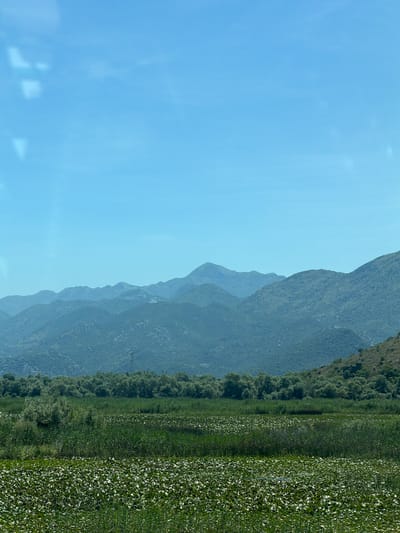 This is a wide-angle landscape photograph taken on a bright, clear day, likely from a slightly elevated position, in the vicinity of Vranjina, Montenegro. The scene depicts a tranquil natural environment dominated by water and vegetation leading up to a mountain range.
In the foreground, a dense expanse of lily pads covers the surface of a body of water, interspersed with tall green reeds and grasses. The lily pads are a vibrant green, with some appearing lighter, perhaps due to sun glare or the presence of white blossoms. The reeds and grasses create a textured, layered effect in the middle ground.
Beyond the water and vegetation, a dense forest of green trees forms a thick band across the landscape. These trees appear lush and healthy, creating a dark green contrast with the lighter foliage of the foreground.
In the background, a series of rolling mountains rise, their peaks softened by distance and atmospheric haze. The mountains are covered in vegetation, appearing as textured, layered slopes of varying shades of green and blue. The sky above is a clear, bright blue with a few faint, soft white reflections, possibly from a window or a protective screen through which the photograph was taken. There are no people, animals, or man-made structures immediately visible in the primary landscape, though a faint electrical pylon can be seen in the distance amongst the trees.