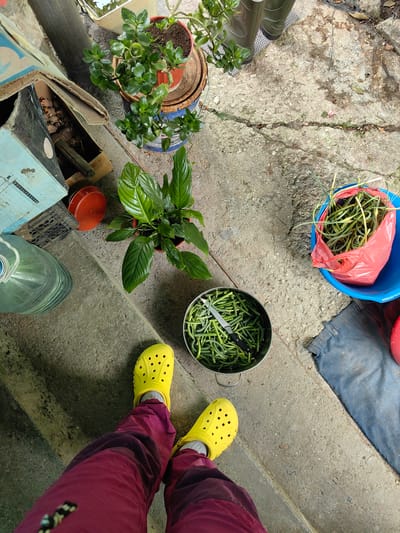The image depicts an outdoor scene, likely a backyard or garden area, with a person wearing yellow Crocs and dark red pants standing on concrete steps. The setting appears to be in Зуйское сельское поселение, Ukraine.
Dominant objects in the scene include two potted plants, one with lush green leaves and another with smaller, rounder leaves. A large blue bowl contains a red plastic bag filled with long, green, coiled vegetables, possibly garlic scapes, and next to it, a metal bowl also filled with the same type of vegetable, with a knife placed inside. To the left, a large plastic water bottle is stacked on top of others, and a light blue cardboard box is visible. Further to the left, a red lid sits on the concrete. In the background, a pair of green rubber boots are visible, suggesting potentially wet or muddy conditions.
The ground is made of concrete, with some cracks and scattered debris. The lighting suggests it could be daytime, possibly overcast or after rain, as the concrete appears damp in places. There are no explicit cues about the time of day or specific weather conditions beyond the dampness. The overall mood is utilitarian, possibly related to gardening or food preparation.
There is some faded text on the light blue cardboard box, but it is not clearly legible. The image is taken from a first-person perspective, looking down at the feet and the surrounding objects.