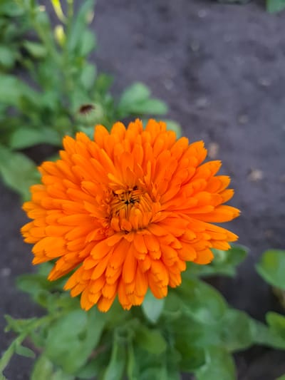 A close-up, high-angle shot shows a bright orange calendula flower in full bloom. The flower is centered in the frame, with its petals radiating outwards. The background consists of dark soil and blurred green foliage. The overall scene suggests a garden setting in Khlevnoye, Russia.
