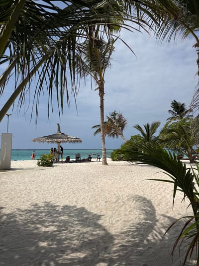 This media file captures a serene, sunlit tropical beach scene, likely in Thoddoo, Maldives, as indicated by the context. The image is taken from a low perspective, looking out towards the ocean through a frame of lush palm fronds on the left and upper edges.

The foreground features bright, rippled white sand, with clear, dark shadows of palm trees cast upon it, suggesting a sunny day with the sun high above. To the right, a large section of the white sand is prominent, also showing distinct rippled patterns from the wind or water, and another significant shadow.

In the mid-ground, several tall palm trees stand upright, their trunks rising against a clear, light blue sky with scattered light clouds. One prominent palm tree is central. Beneath these trees, closer to the water, a large thatched beach umbrella provides shade, and several people are gathered around it, some appearing to be seated on loungers. Further to the right of the umbrella, more beach chairs are visible, with people potentially relaxing on them. One individual in a red outfit is seen walking near the waterline.

The background reveals the calm, turquoise waters of the ocean, stretching out under the clear sky. The water's clarity and color are characteristic of Maldivian beaches. In the far distance, a faint line suggests the horizon or another island.

The overall scene depicts a peaceful and leisurely beach environment. No visible text is present in the image. The time of day appears to be mid-day or early afternoon due to the strong shadows and bright lighting.