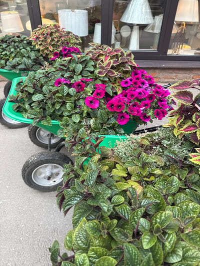 In Zhabkino, Russia, an outdoor scene displays several green garden carts filled with lush plants. The carts, with their dark tires and silver rims, are arranged on a paved surface, likely a sidewalk or street. The plants vary in color and texture, with prominent displays of vibrant pink petunias cascading over the edges of the carts. Other plants feature variegated leaves in shades of green, pink, and burgundy. In the background, a store window reflects lamps and other retail items, suggesting a commercial setting. The lighting indicates daylight, with some shadows present on the ground. No people are visible in the image.