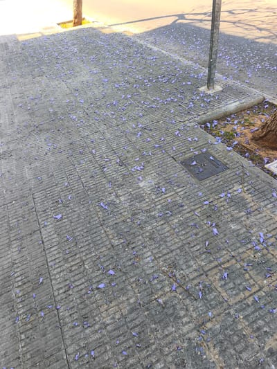 The image shows a paved sidewalk in Picassent, Spain, scattered with fallen purple Jacaranda flowers. The pavement consists of rectangular, grey tiles with a textured surface. The flowers are distributed unevenly, with a higher concentration near the base of a tree and around a metal utility access cover in the pavement. A metal pole is located near the edge of the sidewalk. The background shows a paved road surface with a shadow cast from a tree.