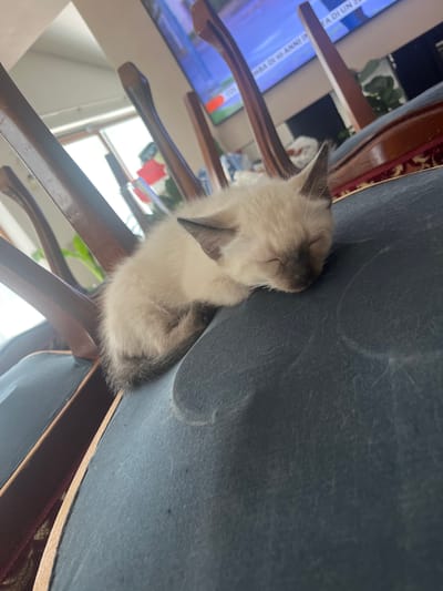 A young, light-colored kitten with dark markings on its ears and face is sleeping curled up on the dark blue upholstered seat of a chair. The chair appears to be part of a dining set, with wooden chair backs visible in the background. Through a window or opening behind the chairs, a television screen displaying a news report or broadcast is visible, as is a glimpse of greenery. The scene is indoors, likely in a residential setting in Ceraso, Italy, given the context provided. The lighting suggests it is daytime.