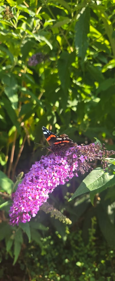 A butterfly with black, orange, and white markings is perched on a cluster of small, purple flowers. The butterfly's wings are partially open, revealing the intricate patterns. The flowers are arranged in a dense, elongated cluster, with individual florets visible. The background consists of lush green foliage, suggesting an outdoor environment. The lighting indicates it is daytime, with sunlight casting shadows and highlighting the textures of the leaves and petals. The image appears to have been taken in Zwartewaal, Netherlands, based on the provided context.