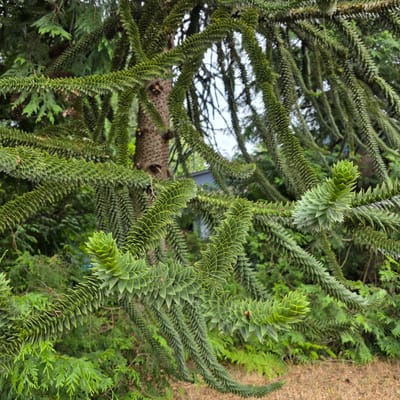 This is a close-up, vertically oriented, outdoor photograph focusing on the branches of a Monkey Puzzle tree. The tree's branches are covered in dense, spiky, green needles arranged in a spiraling pattern. The needles are sharp and pointed, giving the branches a distinctive, almost alien appearance. Some branches are thicker and appear older, with a rougher texture, while others are thinner and more vibrantly green, suggesting new growth. In the background, a dense array of other green foliage is visible, creating a lush and natural setting. To the right, a strip of dry, brown ground cover, possibly straw or dried grass, runs vertically along the edge of the frame. The lighting appears to be natural daylight, casting soft shadows and highlighting the textures of the needles. There are no people or explicit events depicted. The scene evokes a sense of nature and botanical interest, with the unique structure of the Monkey Puzzle tree being the central subject. The location context of Portland, United States of America, suggests a temperate climate where such trees can thrive. No visible text is present in the image.