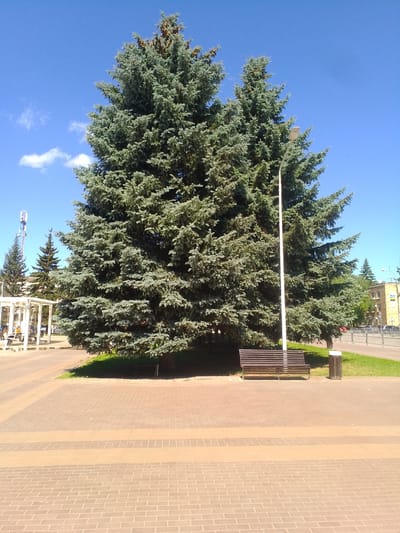 The image depicts a sunny day scene in the city of Otradny, Russia, likely in a park or public square. The focal point is a large, mature coniferous tree, possibly a spruce, with dense, blue-green foliage. To the right of the tree is a modern street lamp. In front of the tree, a dark brown wooden bench with a metal frame is placed on a paved area. A dark brown trash can stands next to the bench. The paving consists of light brown and darker brown rectangular bricks arranged in a patterned walkway. In the background, there is a white gazebo-like structure with people sitting inside. Further in the distance, other evergreen trees are visible, along with a cell tower and a yellow building. The sky is a clear, bright blue with a few wispy white clouds and some dark specks, possibly birds or insects.