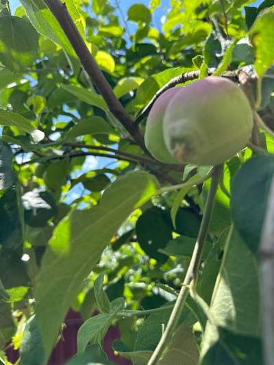 The image shows a close-up, low-angle view of an apple tree branch with developing fruit and green leaves, set against a bright blue sky. The focus is on two young apples, one larger and predominantly green with a pinkish blush, and another smaller, rounder apple partially obscured behind it. Sunlight filters through the leaves, creating dappled patterns and highlighting the textures of the foliage and fruit. The leaves are vibrant green, some catching the light and appearing almost translucent, while others are in shadow. A sturdy, brown branch runs diagonally across the frame, providing a strong visual line. The overall impression is of a warm, sunny day in an orchard or garden. The sky visible between the leaves is clear and blue, suggesting fair weather. The scene conveys a sense of growth and the natural bounty of a tree in its early stages of fruit development. No people, text, or specific landmarks are visible, but the context suggests a rural or suburban outdoor setting in Oryol, Russia, likely during the warmer months when apples are growing. The time of day appears to be daytime, with the strong sunlight indicating it could be mid-morning to early afternoon.